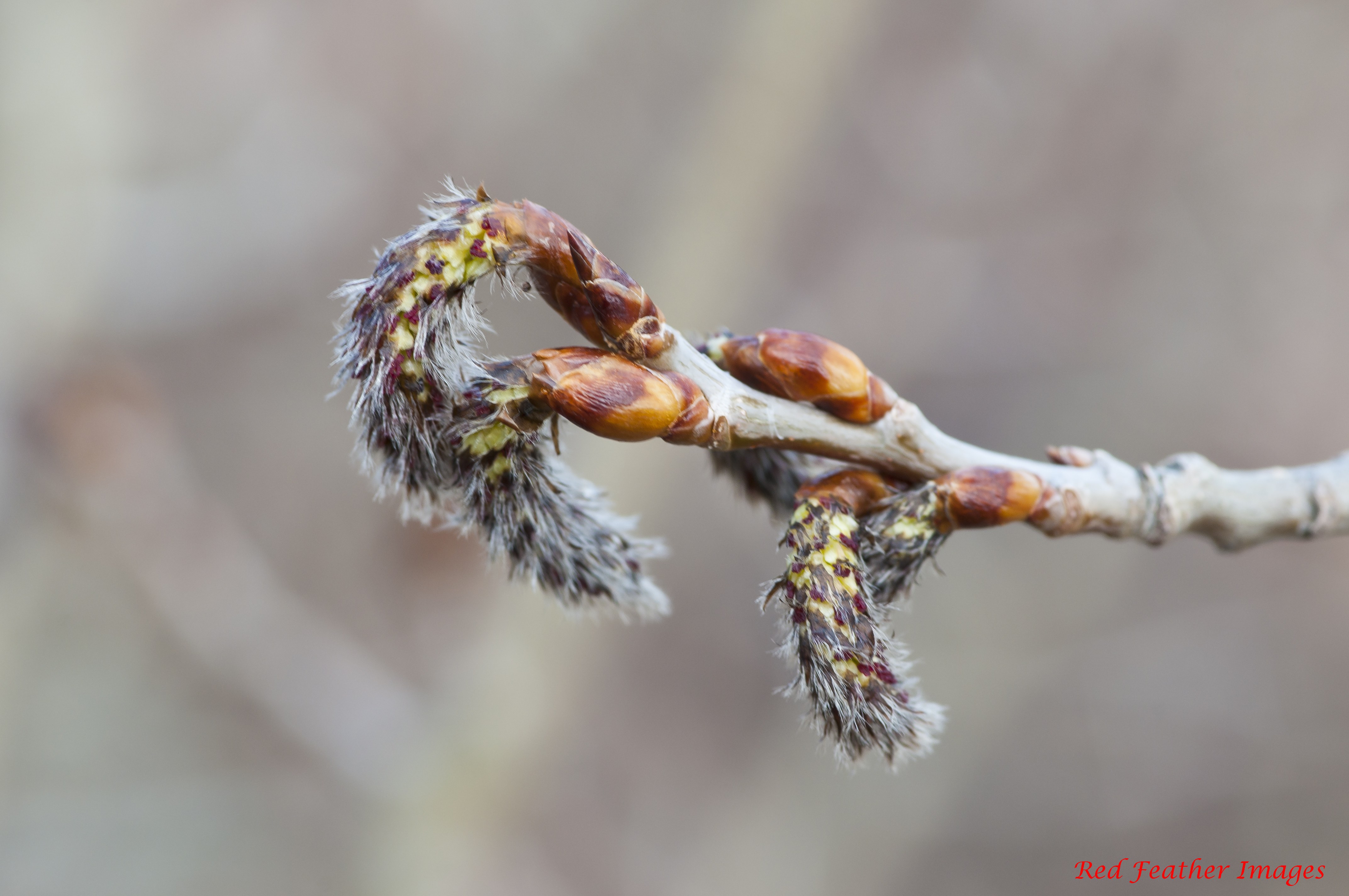 Aspen Buds